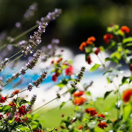 Ibi - Camerano, Meravigliosa Con Piscina Nel Parco Del Conero 아파트 *